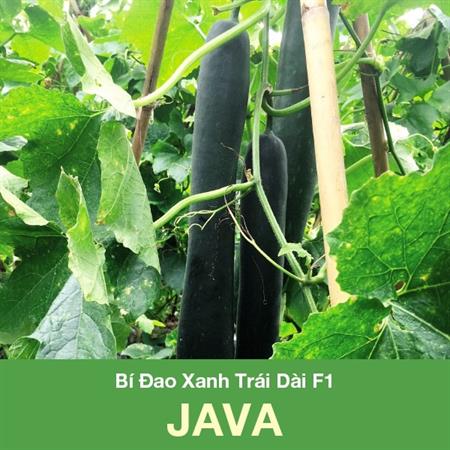Hạt giống Bí đao xanh trái dài Java - Gói 2gr