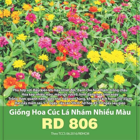 Hạt giống Hoa Cúc lá nhám nhiều màu RD 806 - Gói 1gr