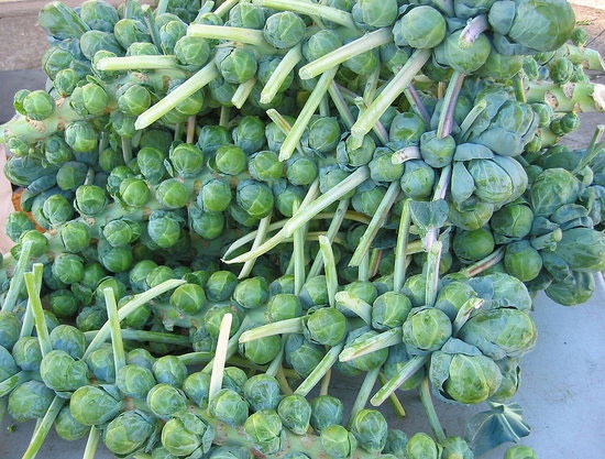 Hạt giống Bắp cải mini xanh Brussels