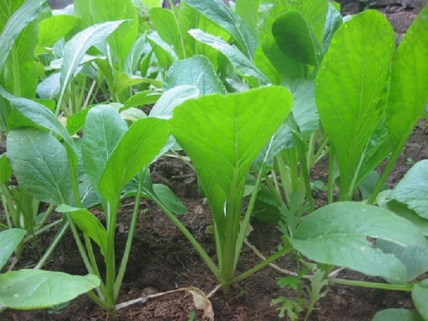 Hạt giống Cải ngọt