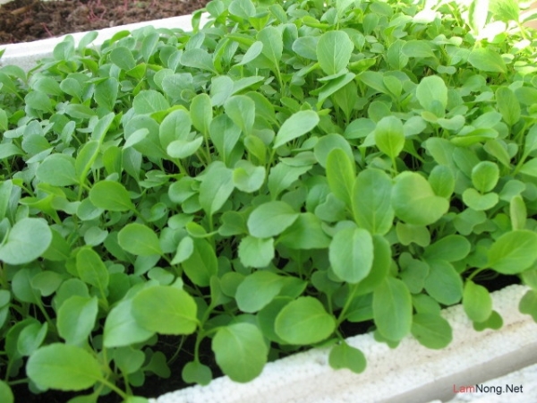 Hạt giống Cải xanh ăn non