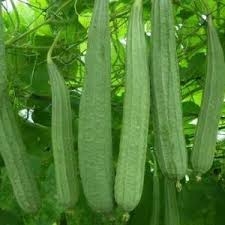 Hạt giống Mướp khía F1