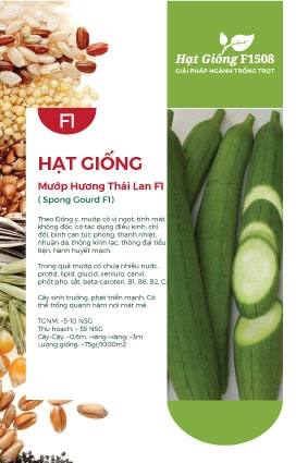 Hạt giống Mướp hương Thái Lan F1
