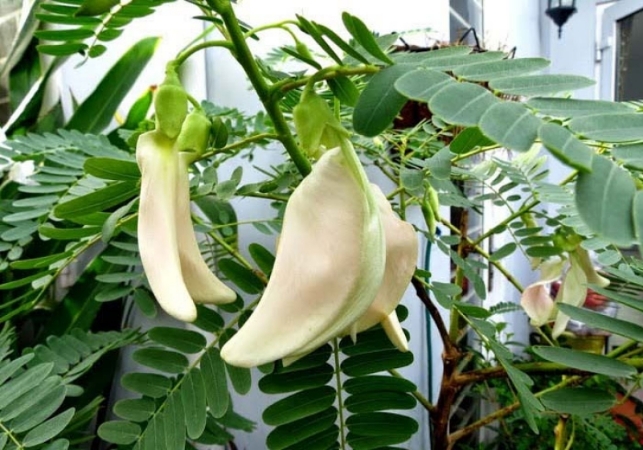 Hạt giống bông so đũa trắng