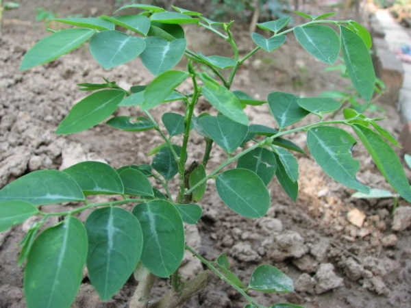 Hạt giống Bồ ngót