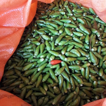 Hạt giống Ớt xiêm xanh 606AQ
