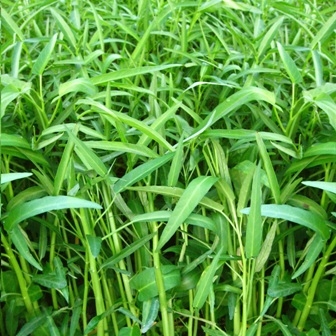 Hạt giống Rau muống lá tre 100gr