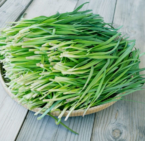 Hạt giống Hẹ lá cao sản 1gr