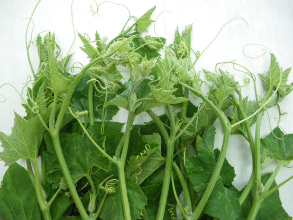 Hạt giống Bí đỏ lấy ngọn
