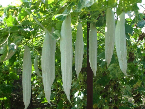 Hạt giống Khổ qua Tây - Mướp ngọt