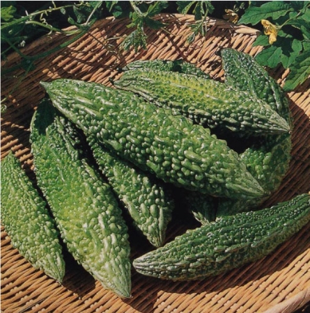 Hạt giống Khổ qua trái xanh F1