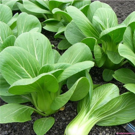 Hạt giống Cải thìa 721AQ