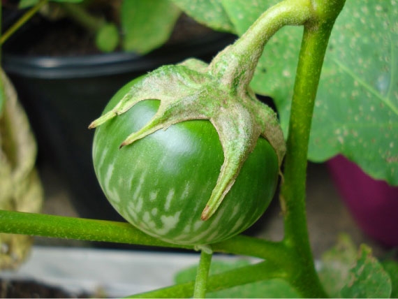 Hạt giống Cà dĩa da ếch