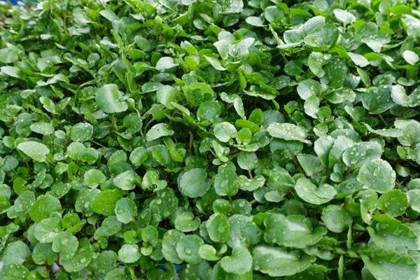 Hạt giống Xà lách Xoong 810AQ