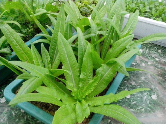 Hạt giống rau cải Nhíp