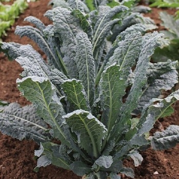 Hạt giống Cải xoăn Kale Toscano