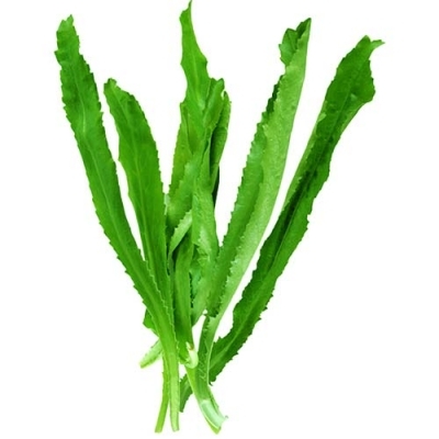Hạt giống Ngò gai - Mùi tàu