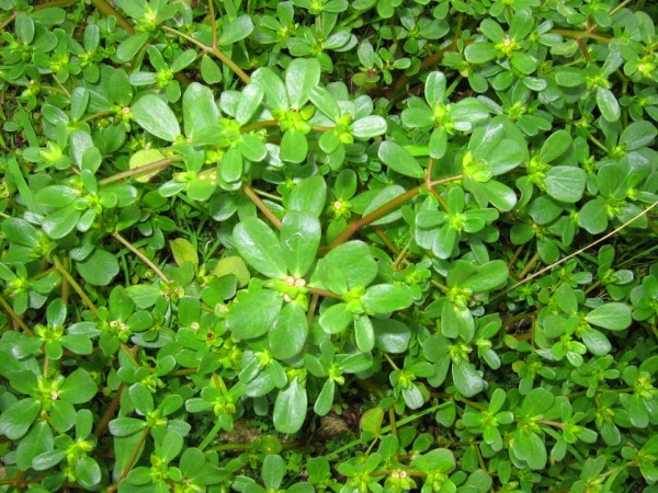 Hạt giống Rau Sam Purslane