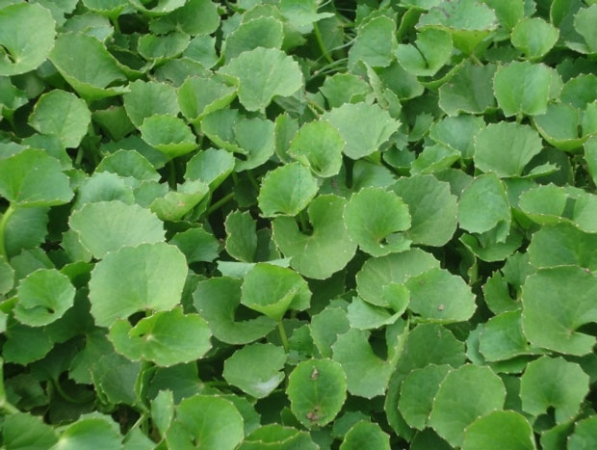 Hạt giống Rau má lá nhỏ