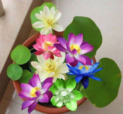 Hạt giống Hoa Sen mini mix