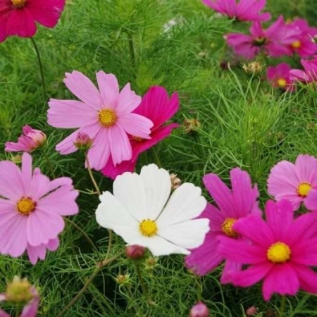 Hạt giống Hoa sao nhái đơn mix