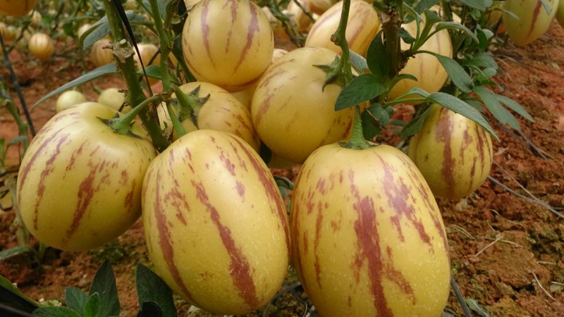 Hạt giống Dưa Pepino vàng F1 536AQ