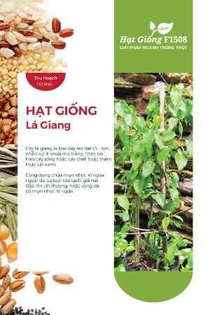 Hạt giống Lá Giang 675AQ