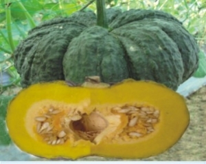 Hạt giống Bí đỏ da cóc F1