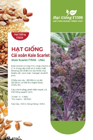 Hạt giống Cải xoăn Kale tím Scarlet
