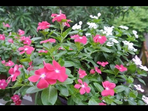 Hạt giống Hoa Dừa cạn đứng hồng