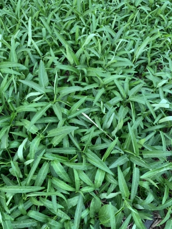 Hạt giống Rau muống lá lớn 508 - Gói 1Kg