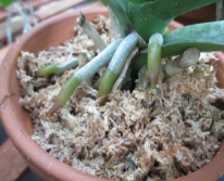 Giá thể trồng Lan Dớn mềm