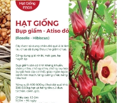 Hạt giống Bụp giấm - Atiso đỏ 602AQ