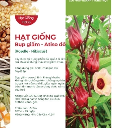Hạt giống Bụp giấm - Atiso đỏ 602AQ
