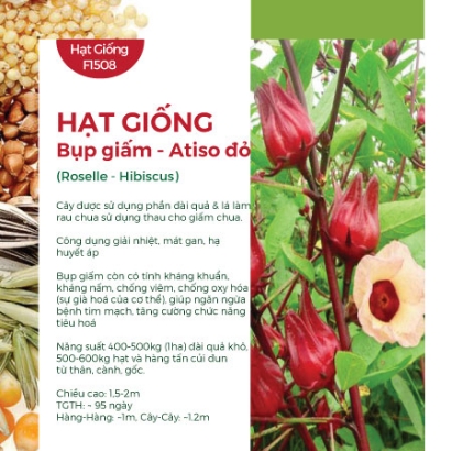 Hạt giống Bụp giấm - Atiso đỏ 602AQ