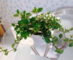 Hạt giống Bạc Hà Chocola Mint