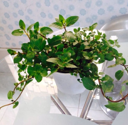 Hạt giống Bạc Hà Chocola Mint
