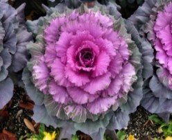 Hạt giống Bắp cải hoa hồng Osaka