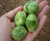 Hạt giống Bắp cải mini xanh Brussels
