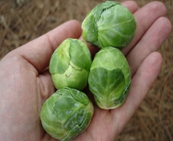 Hạt giống Bắp cải mini xanh Brussels