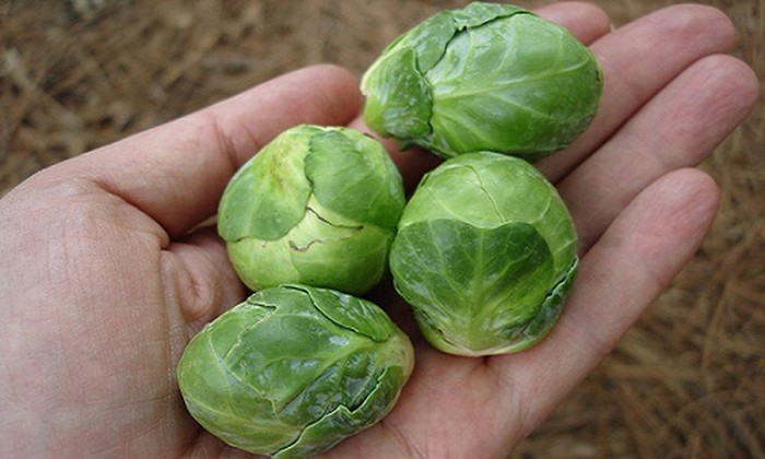 Hạt giống Bắp cải mini xanh Brussels