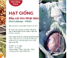 Hạt giống Bắp cải tím Nhật Bản