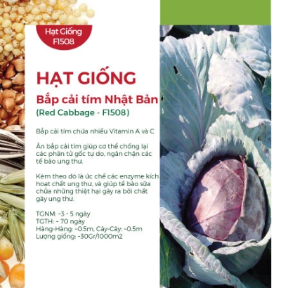 Hạt giống Bắp cải tím Nhật Bản