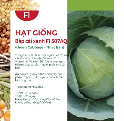 Hạt giống Bắp cải xanh F1 507AQ