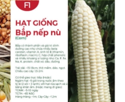 Hạt giống Bắp nếp nù