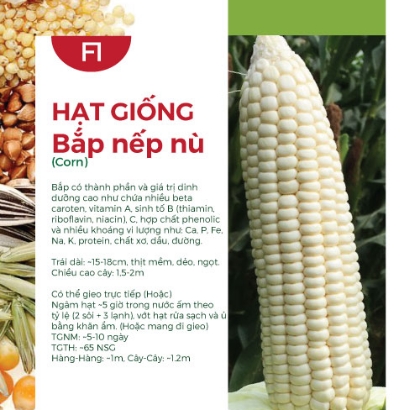 Hạt giống Bắp nếp nù