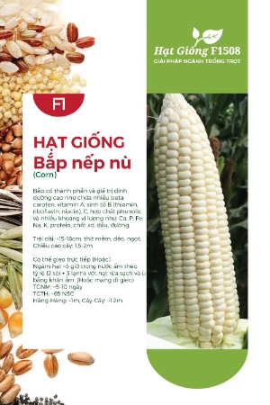 Hạt giống Bắp nếp nù