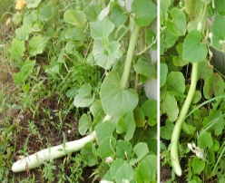 Hạt giống Bầu dài 2m