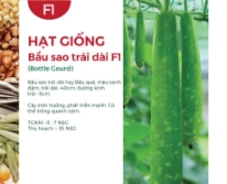 Hạt giống Bầu sao trái dài F1 597AQ