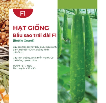 Hạt giống Bầu sao trái dài F1 597AQ